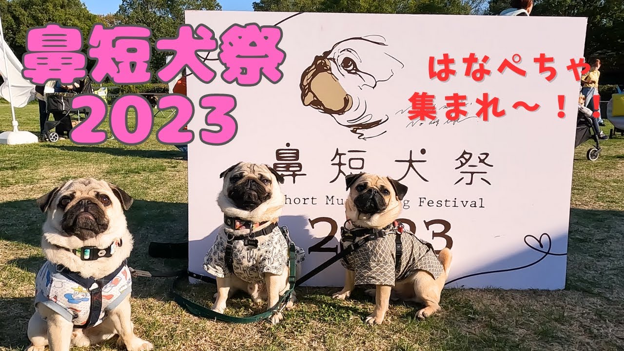 鼻短犬祭2023！はなぺちゃだらけの大イベント！【パグPug】