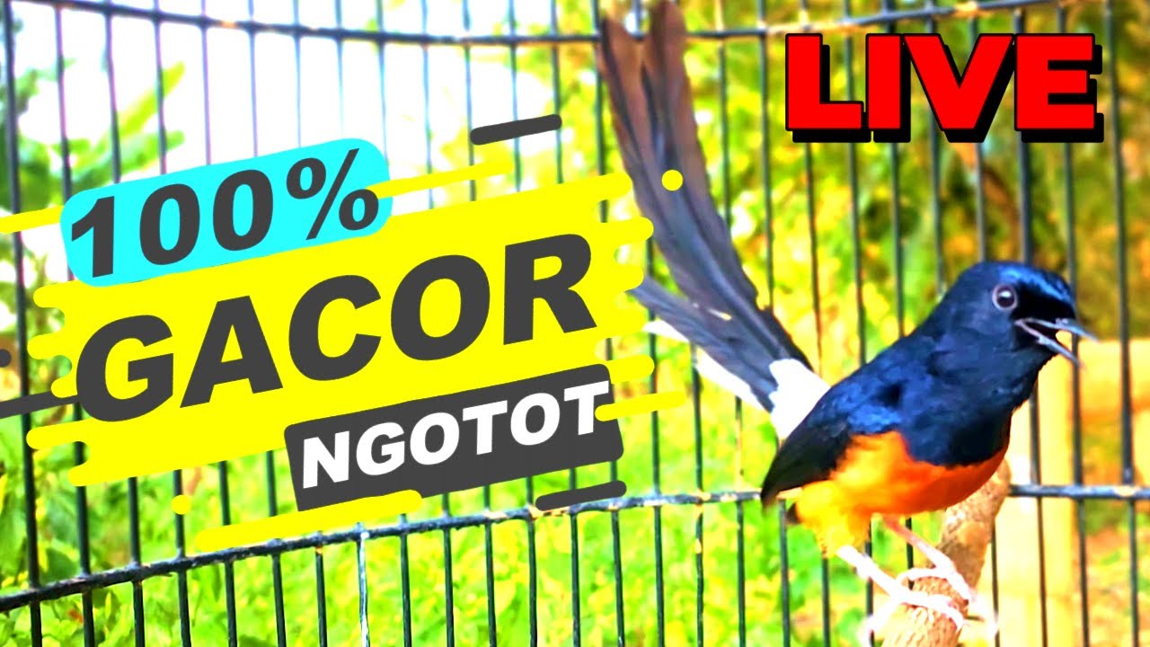 100% MONCER dan NGAMUK-NGAMUK dengan murai batu EMOSI TINGGI ini