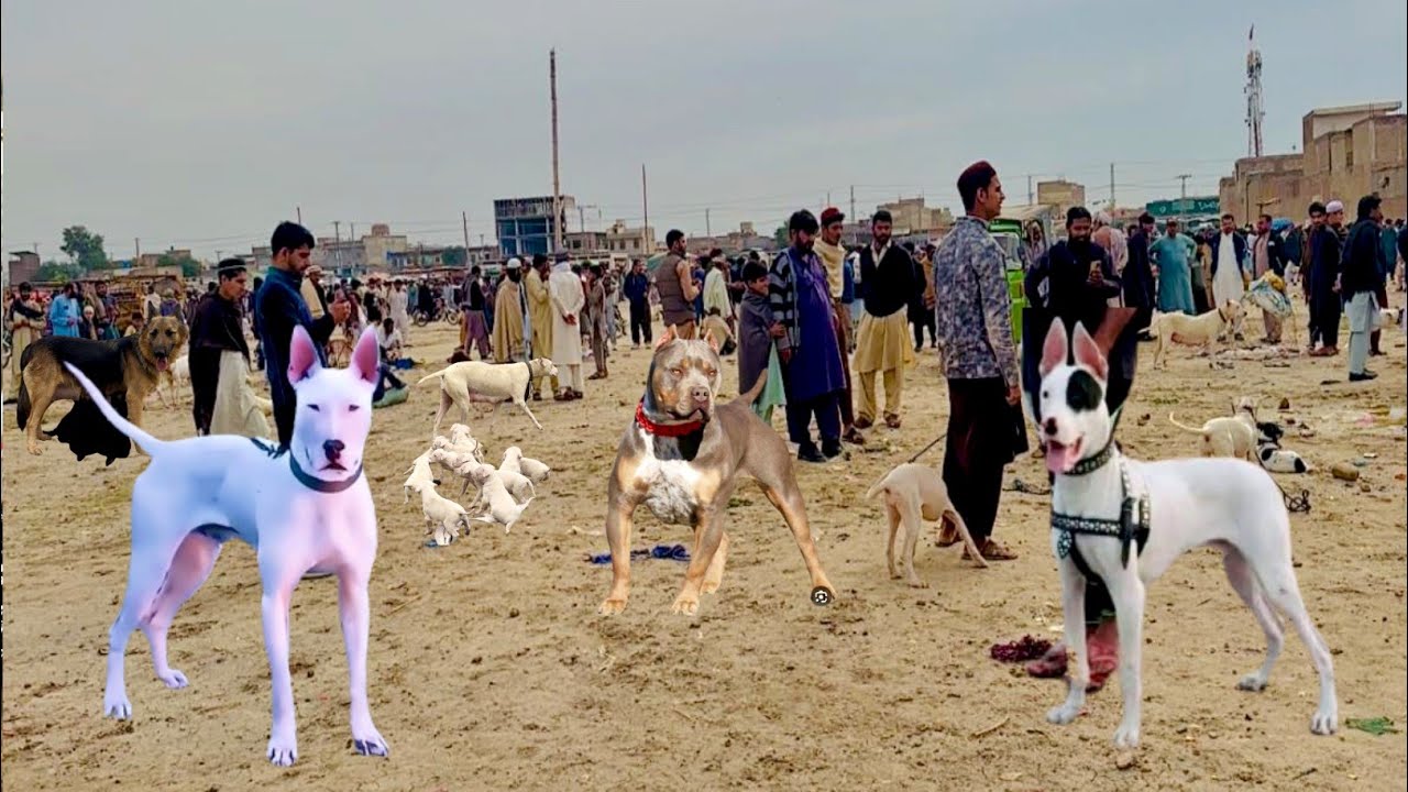 Pakistan Ki Bari Itwar Dog Mandi Ki Taza Updates 😍 Pk Animals