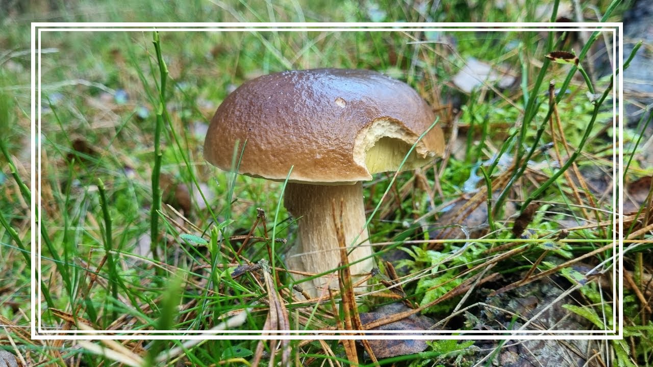 67 PRAWDZIWKÓW namierzyłem na GRZYBOBRANIU, ale... NO WŁAŚNIE ALE... GRZYBY W LASACH LIŚCIASTYCH🍄‍🟫