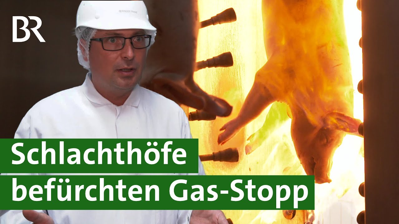 Wenn Putin das Gas abdreht: Verheerende Folgen f&uuml;r Schlachthof VION und Landwirte | Unser Land | BR