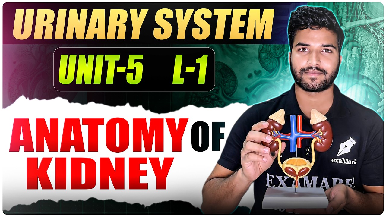 Anatomy of Kidney || L-1 || Urinary system || Anatomy and Physiology || Bsc Nursing ||GNM 