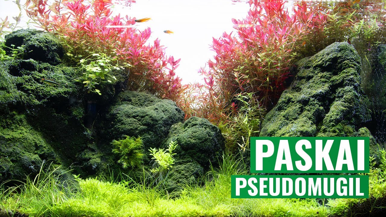 Pseudomugil paskai