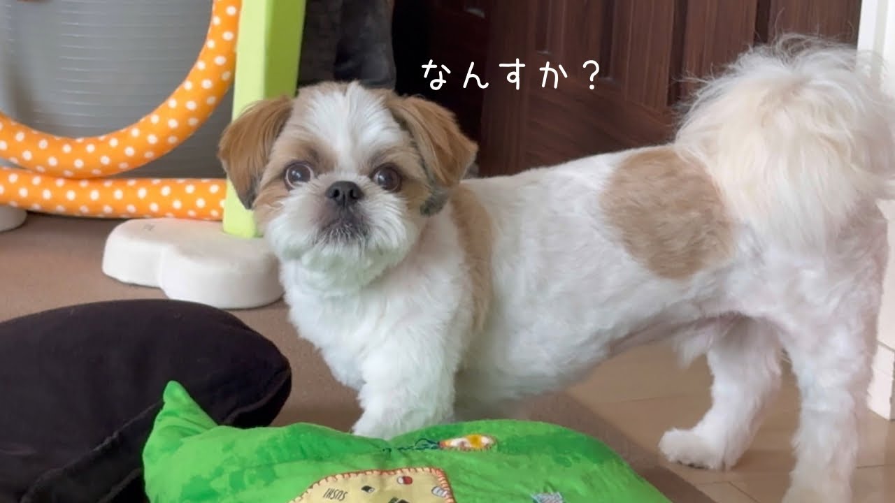 【シーズー】相棒と久しぶりの再会がうれしくてずっと噛んでるw w w【犬Vlog】