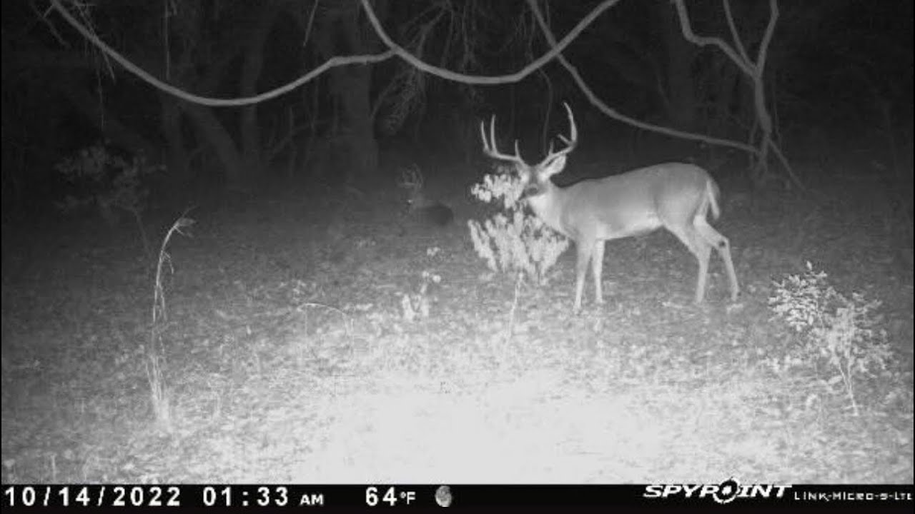 Honest 2 year SPYPOINT trail camera review. Link Micro S LTE. Best trail camera ever?