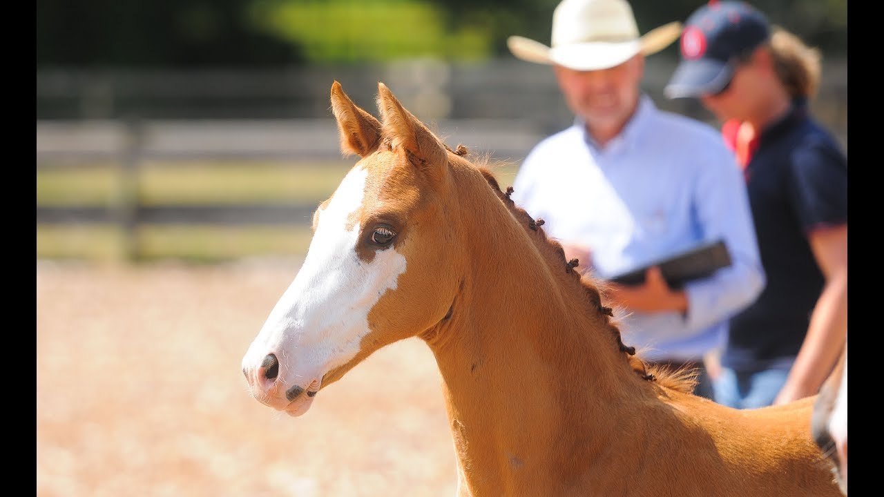 My First Homebred Foal's GOV Inspection