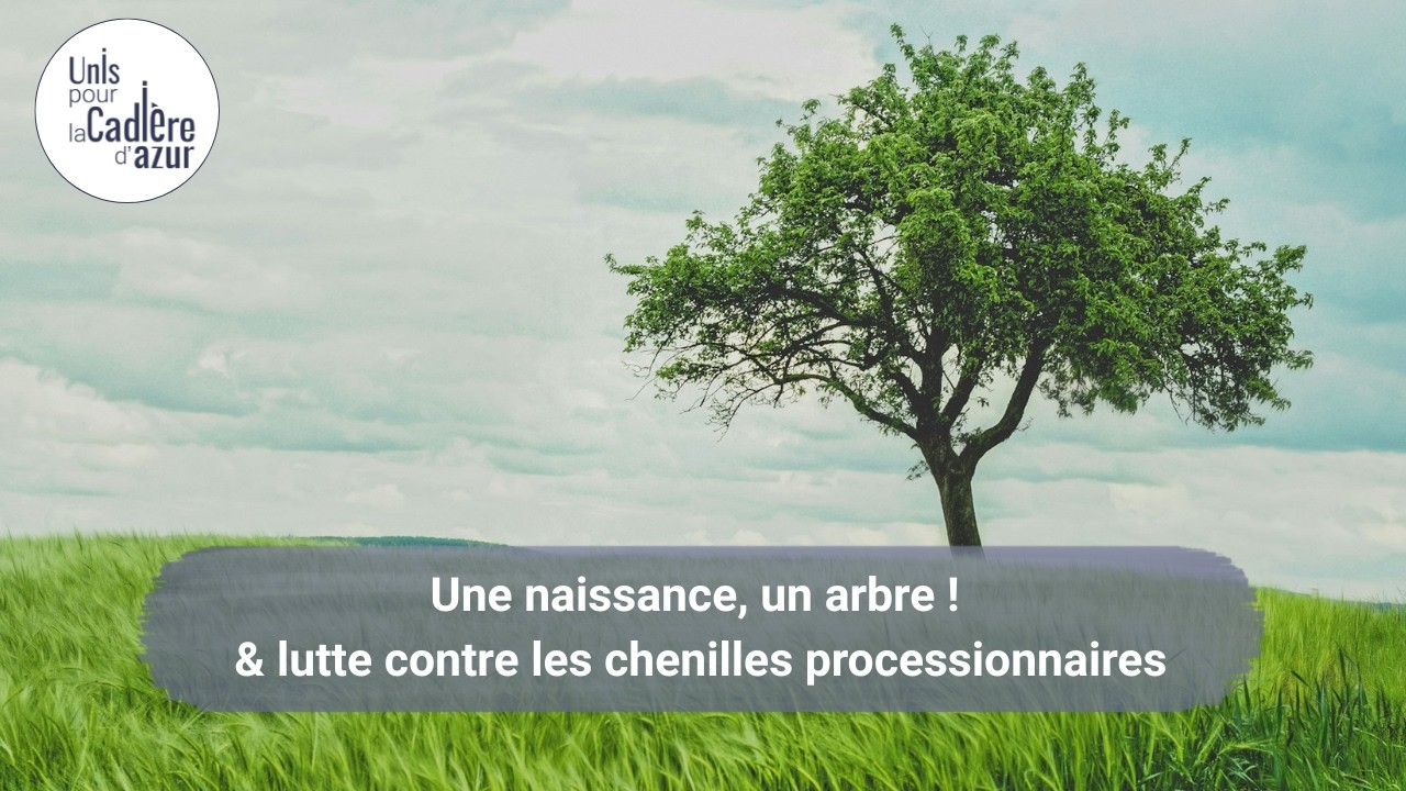 Unis pour La Cadière - Nos idées & Projets #17 : l'arbre de naissance et les mésanges !