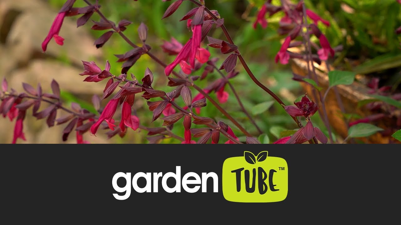 Colour for small gardens