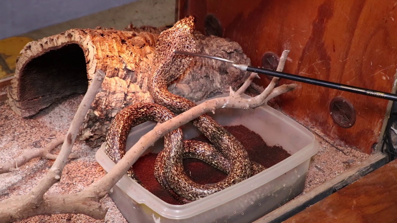 Cape Cobra (Naja Nivea) Breeding
