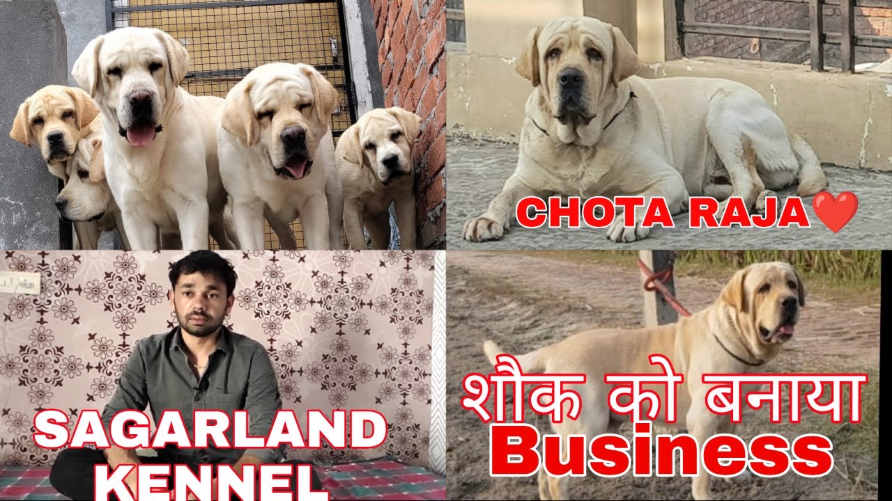 DOG BUSINESS से लाखो कमाता युवा🔥||SAGAR SHERGARG OWNER OF CHOTA RAJA|| DOGZONE PRODUCTION