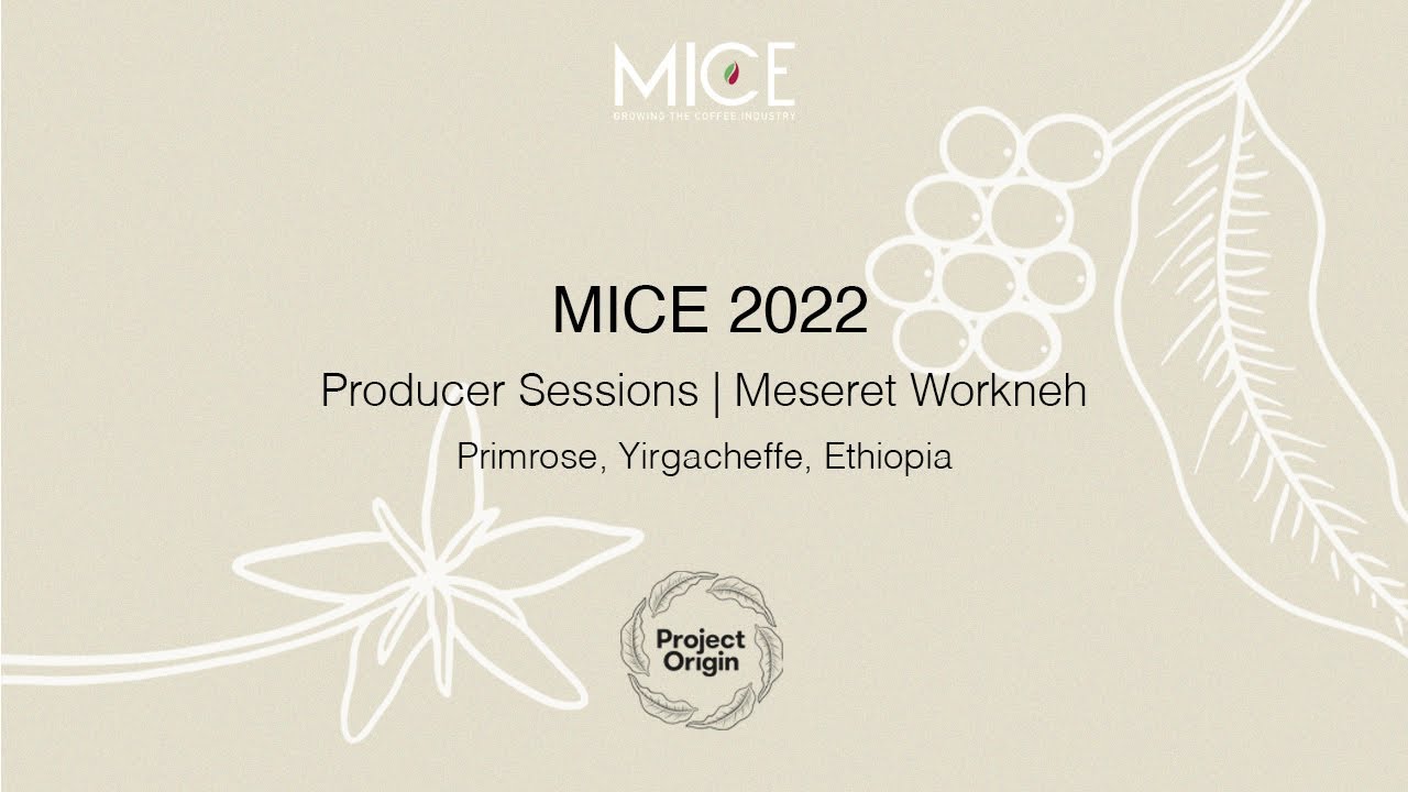 MICE 2022 Producer Sessions with Project Origin Meseret Workneh Primrose Yirgacheffe Ethiopia