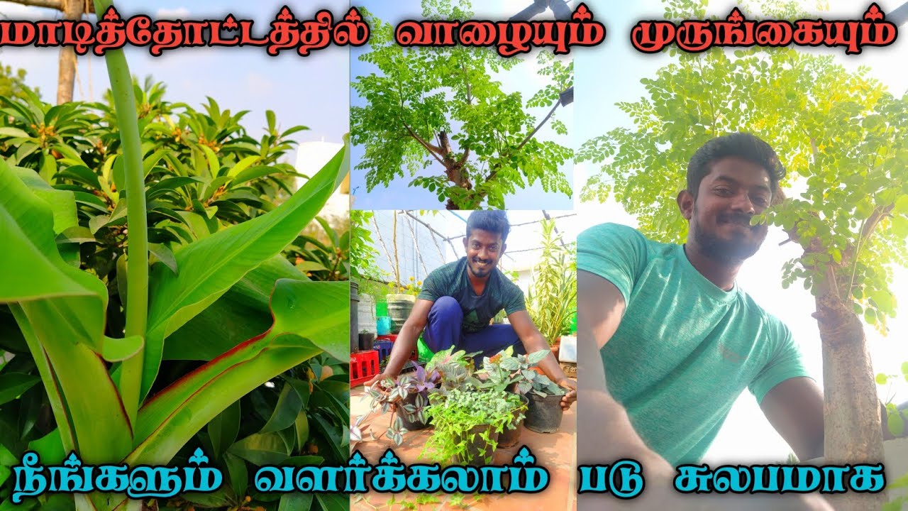 மாடிதோட்டத்தில் வாழையும்🌱 முருங்கையும் | கட்டாயம் இருக்க வேண்டிய மரங்கள் | BANANA &  MURUNGAI TREES