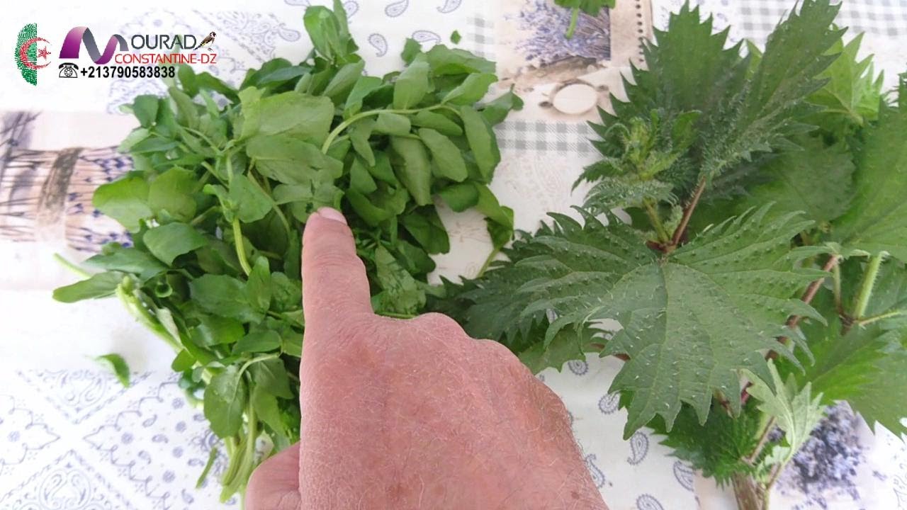 2021 بعض انواع تغدية الحسون الجزء الاول