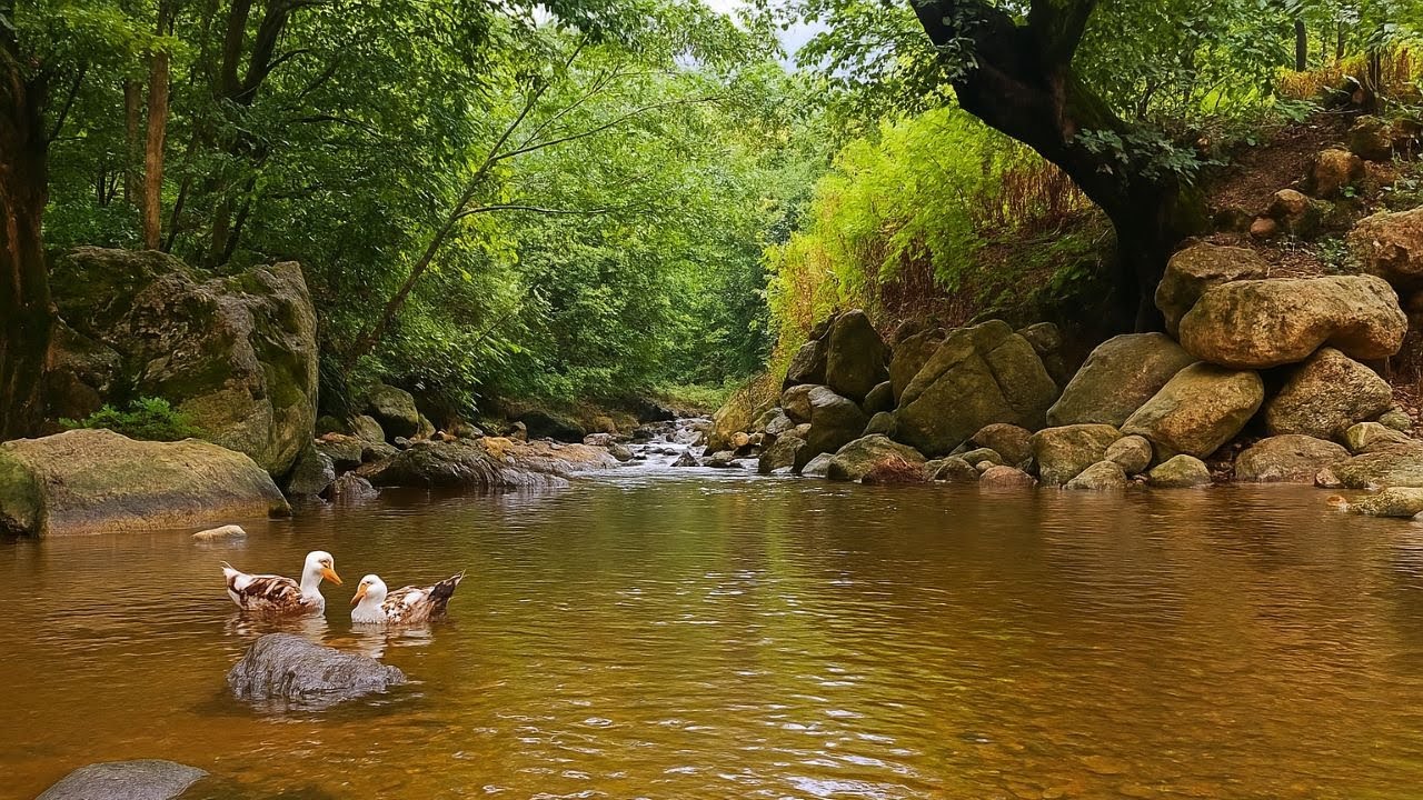 🌊🦆 Calming River in the Forest with Ducks | Peaceful Nature Ambience 🌲💧