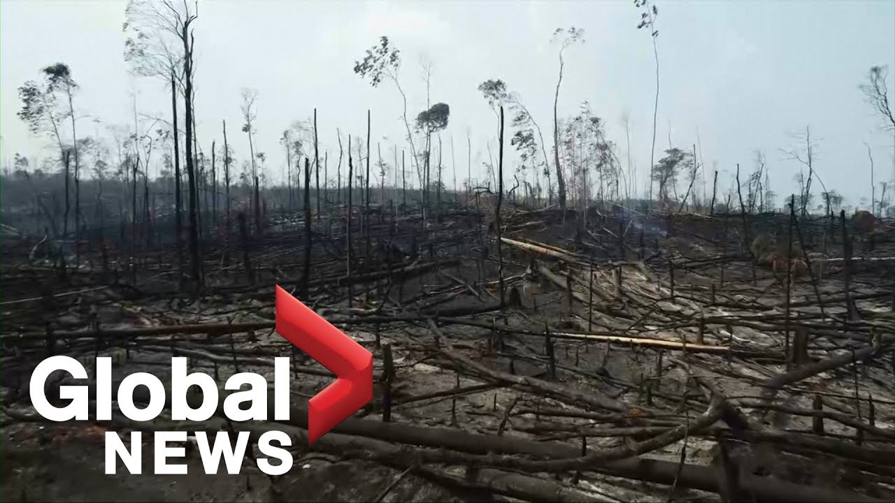 Drone footage shows extent of damage to portion of Amazon rainforest after wildfires