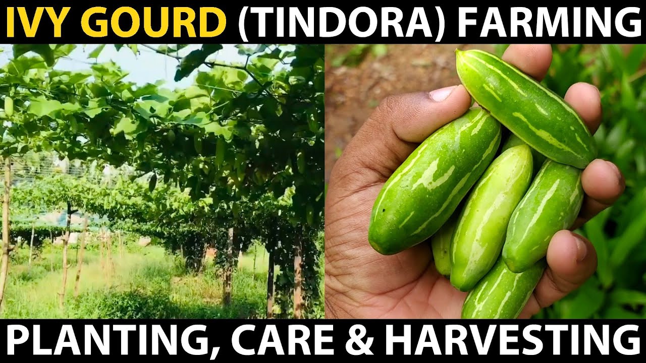 IVY GOURD FARMING | Tindora / Little Gourd Cultivation | Planting, Care, Harvesting