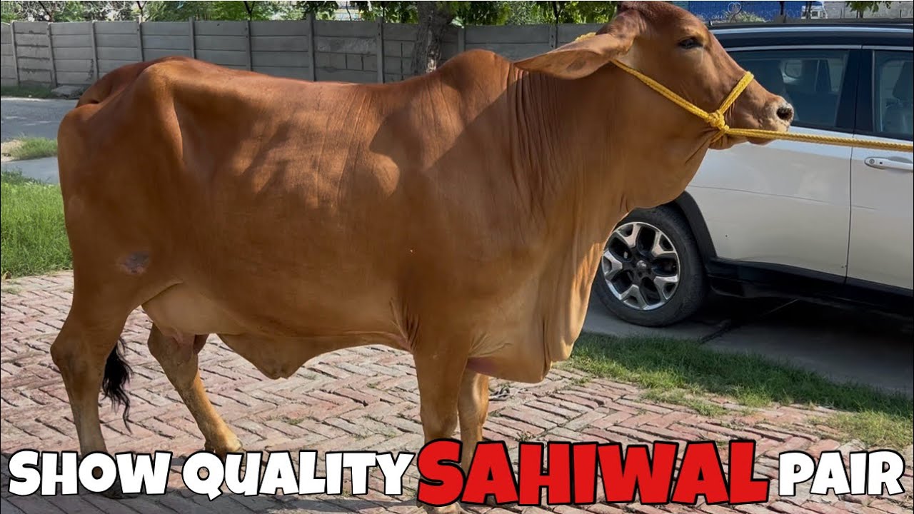 Purity Breed Sahiwal Pair | Top Quality Sahiwal | Gupta Dairy Farming, Karnal, Haryana | 9034166465