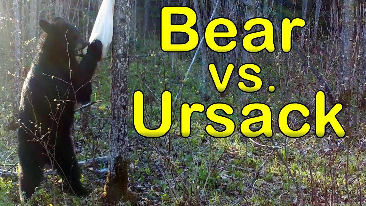 Bear, and Other Animals vs. the Ursack