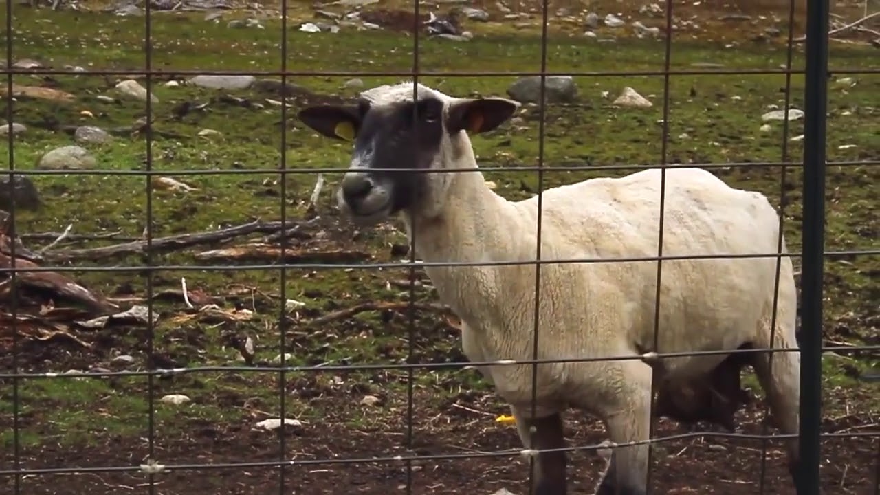 screaming Sheep LONG VERSION