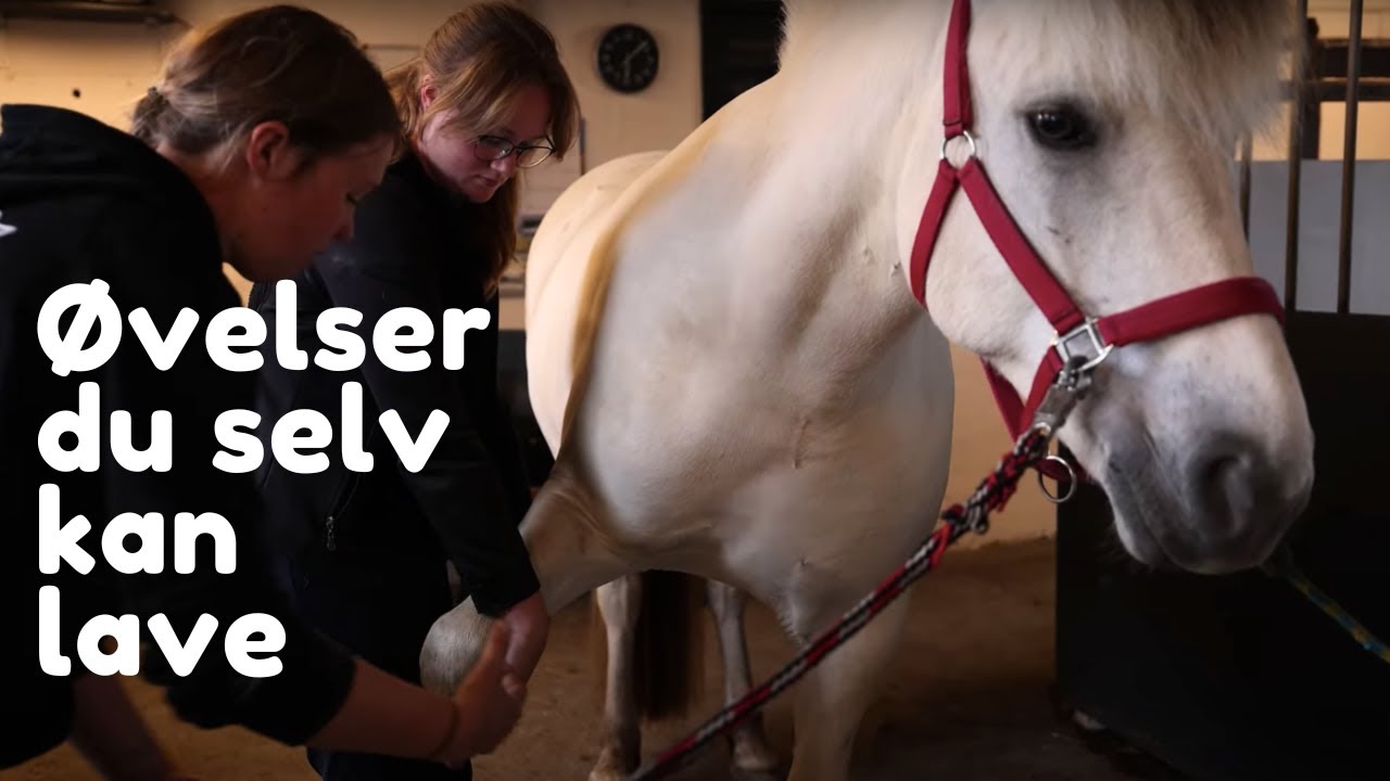 Hvordan tjekker jeg selv min hest? Tips og tricks med Line Bonde
