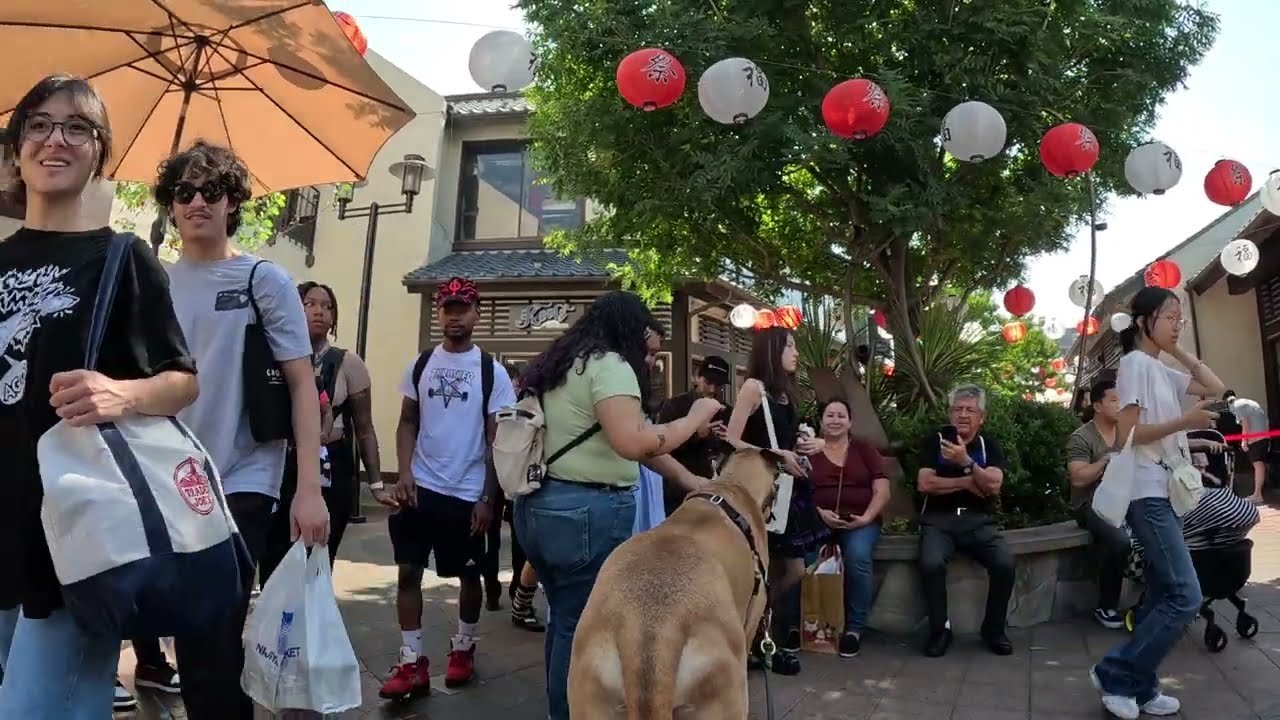 Cash 2.0 Great Dane in Little Tokyo downtown Los Angeles 7