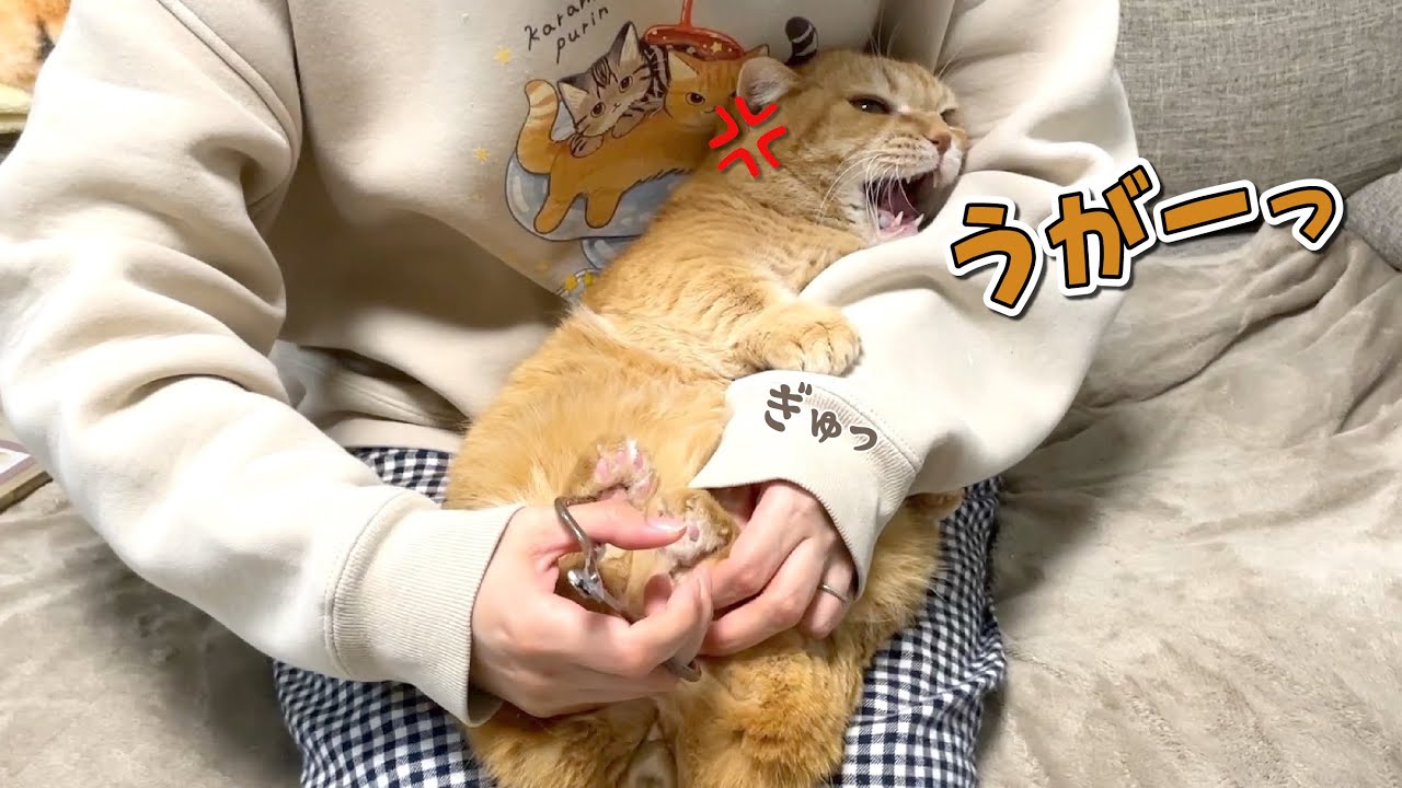 苦手な爪切りをママの腕にしがみついて耐える猫が可愛すぎる！