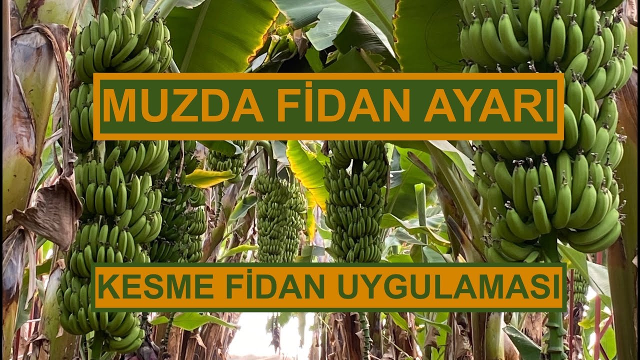 MUZDA FİDAN AYARI VE KESME FİDAN UYGULAMASI