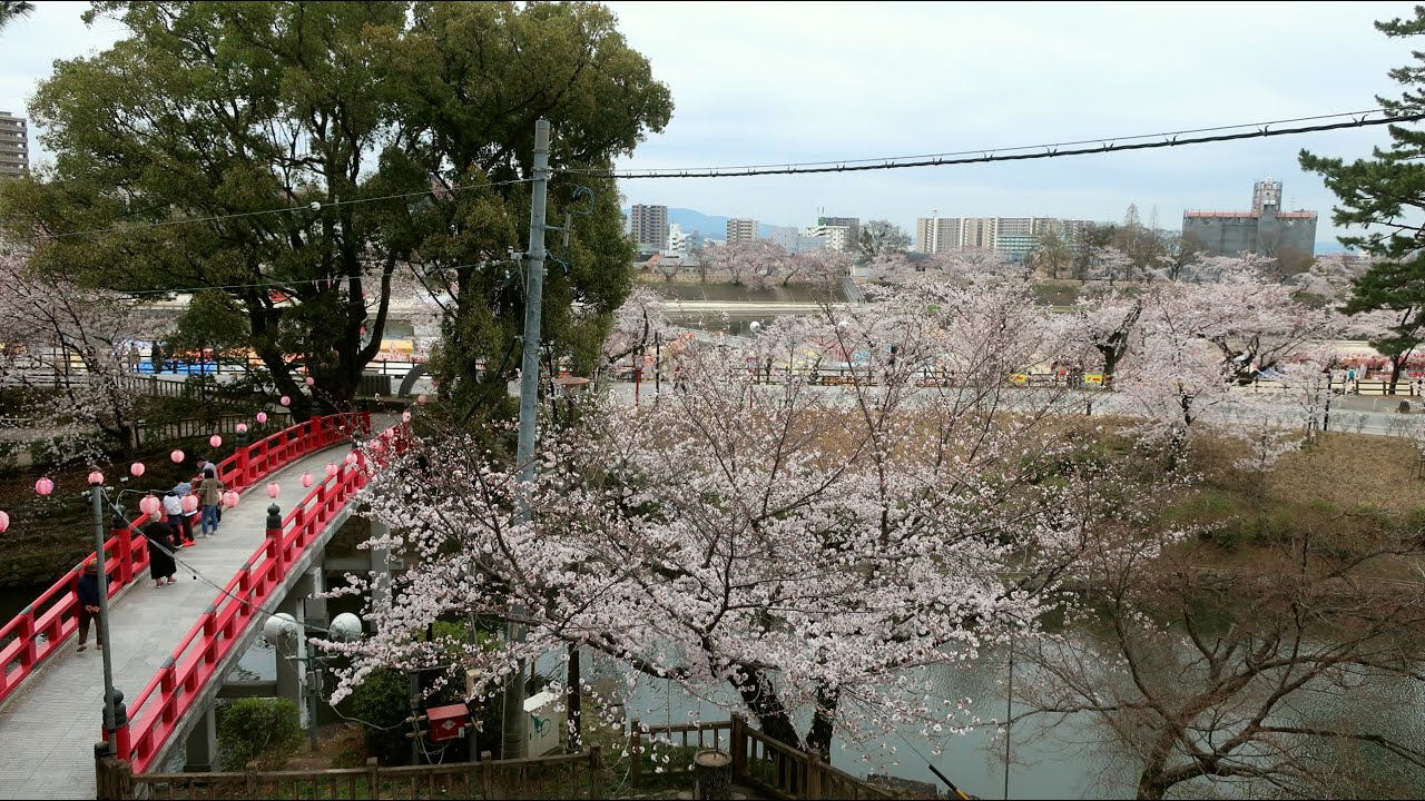 Yajiさんの旅の道草 三河 岡崎 岡崎さくら祭りの昼と夜【Aichi,Okazaki,Cherry Blossom Festival day and night 】