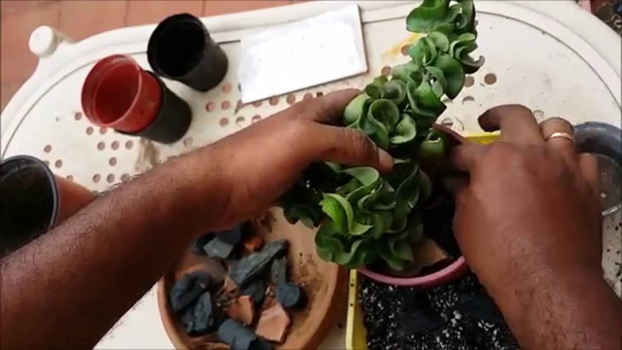 hoya potting mix