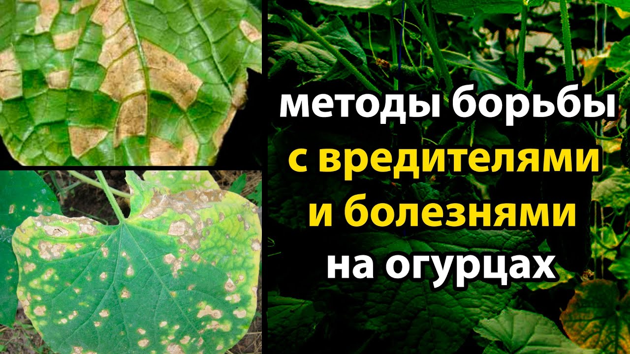 Вредители и болезни на огурцах. Методы борьбы.