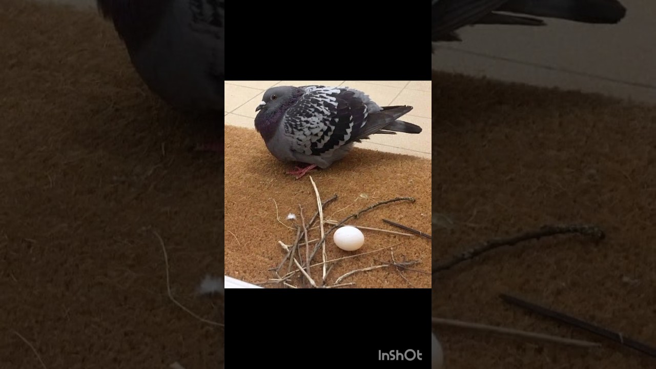 Pigeons Make The Laziest Nests 😂😂 #shorts #birds #pigeon #nest #animals