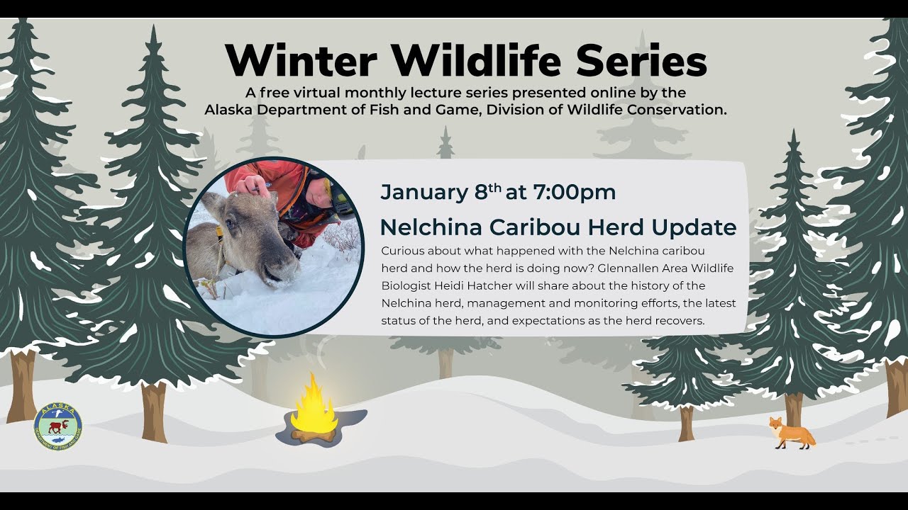 Winter Wildlife Series - Nelchina Caribou Herd Update