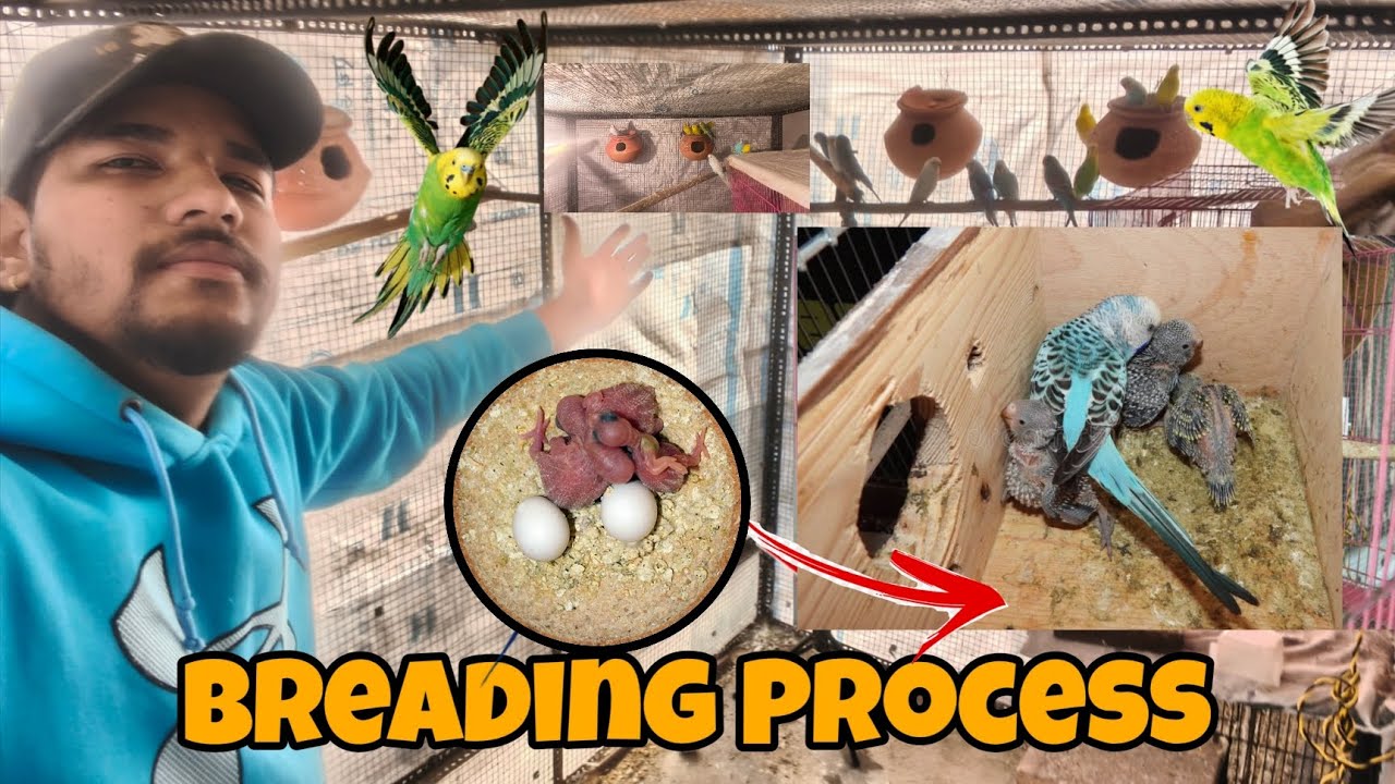 Mini Zoo ਵਿਚ ਆਂਡੇ ਤੇ ਚਿੜੀ ਦੈ ਬੱਚੇ ਆ ਗਏ || #dailyvlog #365BhatraVlogs #vloging #birds