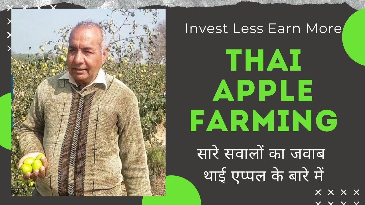Thai Apple Farming | थाई बेर की खेती - Kam Kharcha Munafa Jyada | 2 साल में हुई कमाई शुरू - Thai Ber