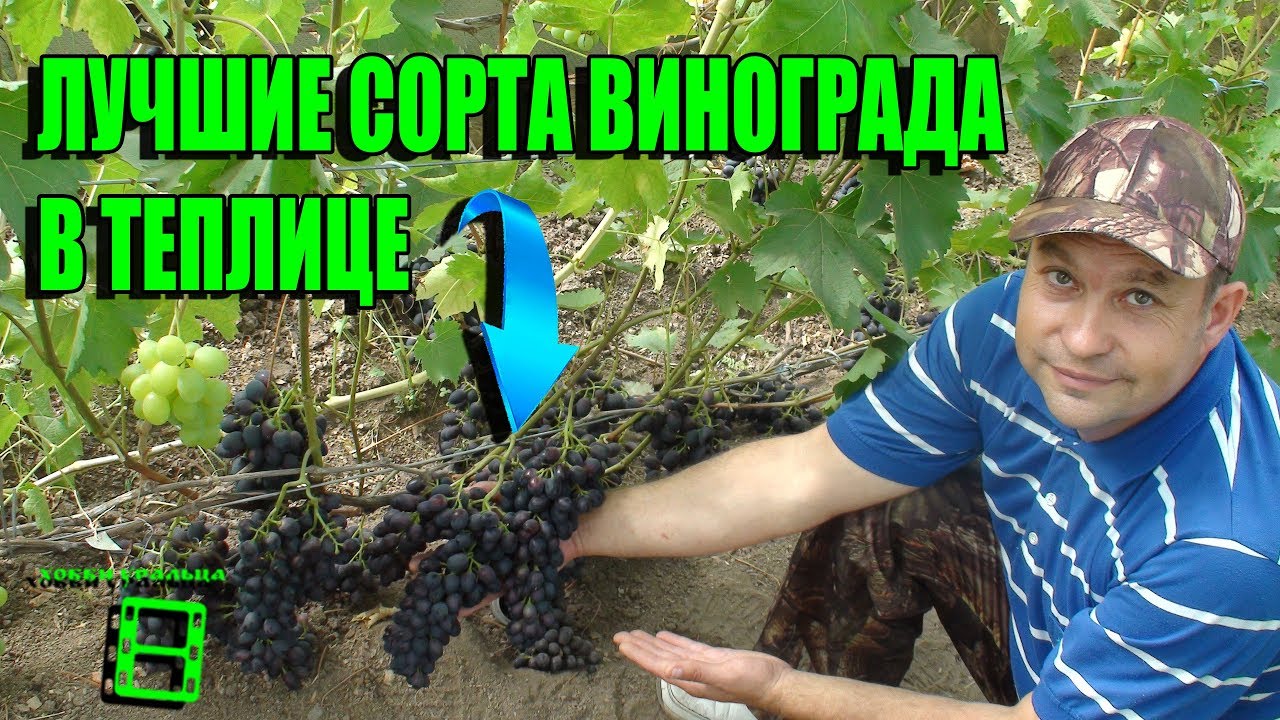 ИНТЕРЕСНЫЕ СОРТА ВИНОГРАДА ДЛЯ ТЕПЛИЦЫ. ОБЗОР СОРТОВ ВИНОГРАДА. ВЫРАЩИВАНИЕ ВИНОГРАДА В ТЕПЛИЦЕ