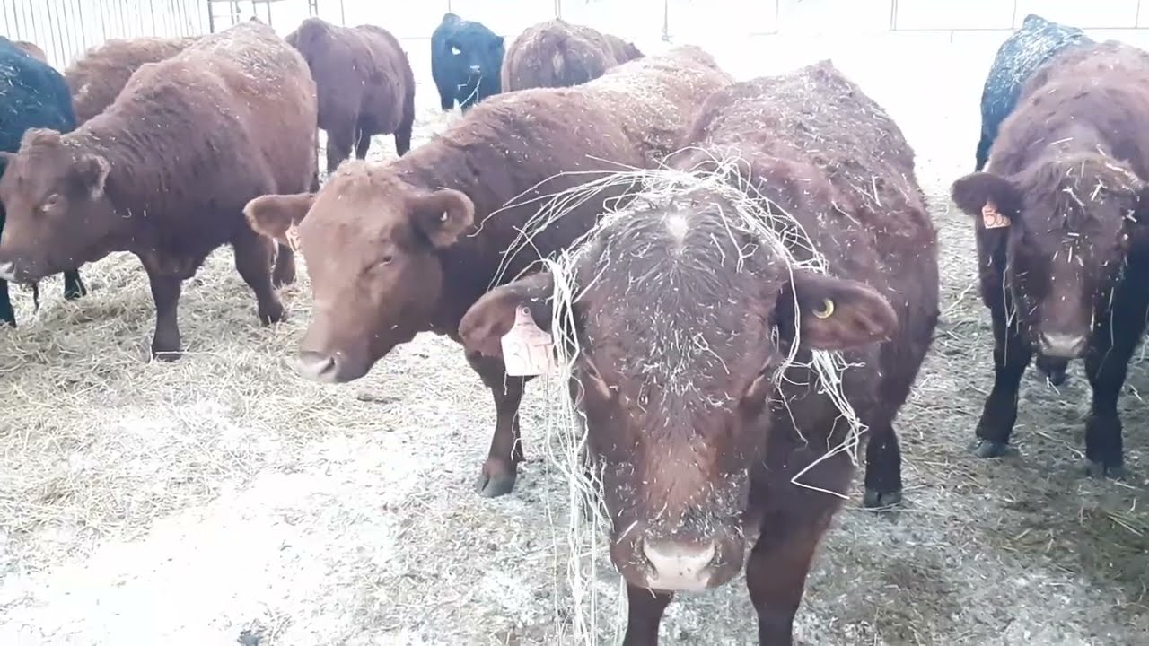 Young Salers Cows #bull #salers #cow