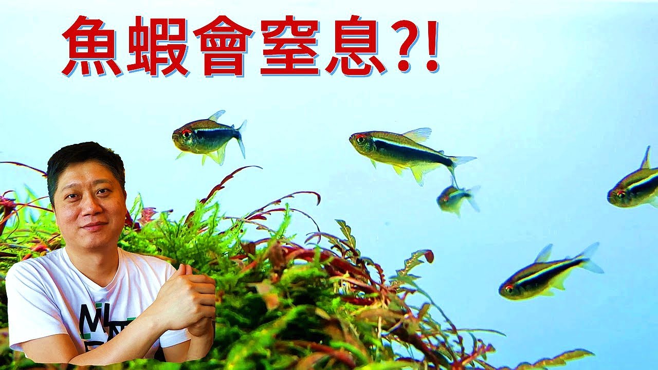 新手必看 水草缸調控CO2 魚蝦不窒息 缺氧浮頭解決方法大公開 水草光合作用二氧化碳調節操作