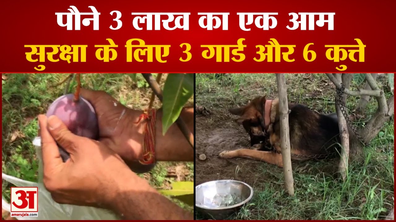 Miyazaki Mango Farming in MP | Mango Price 2.70 Lakhs | देखें पौने 3 लाख का आम