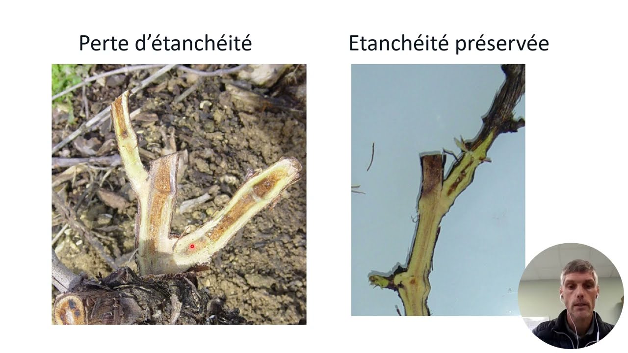 A quelle taille se vouer