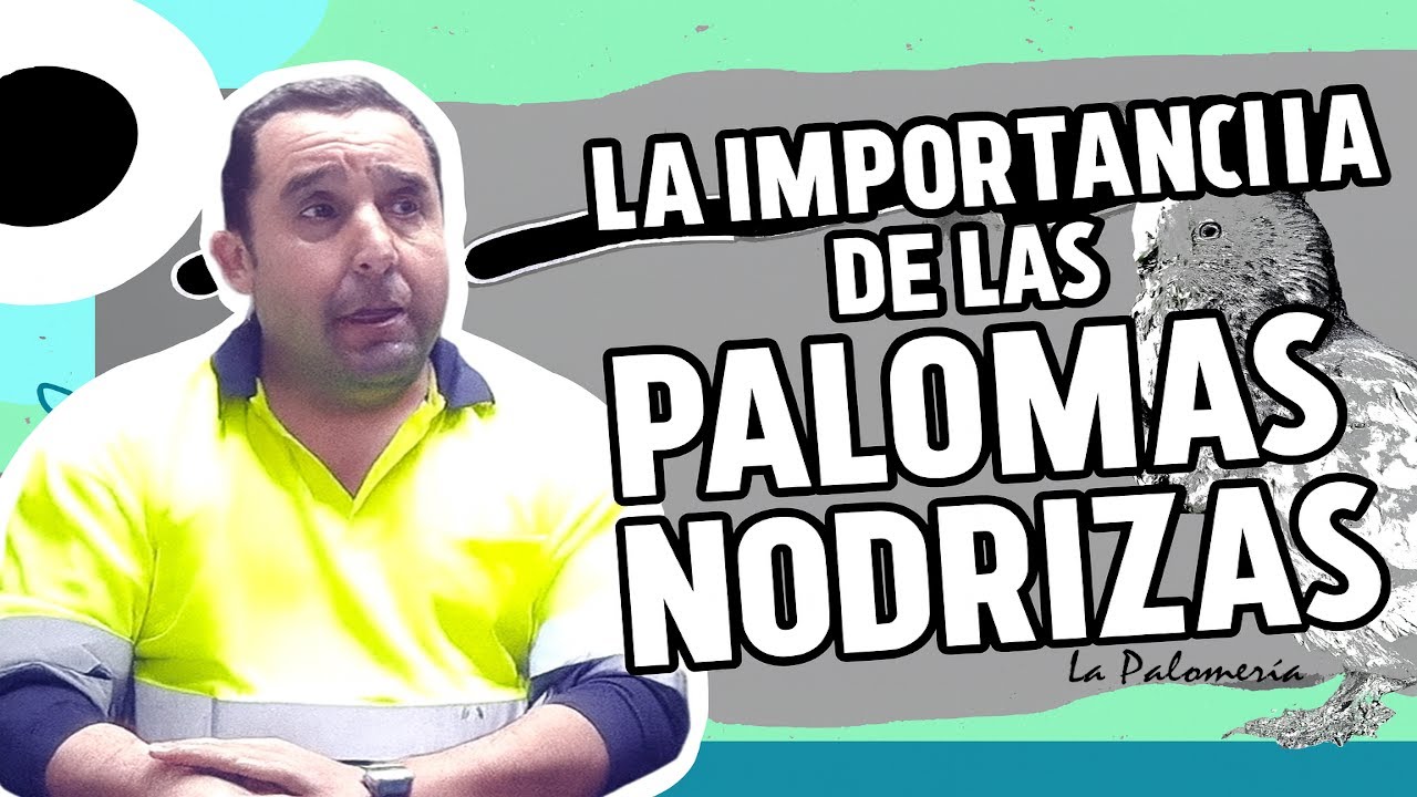 ¿Sabías que las palomas nodrizas pueden marcar la diferencia en tu palomar?
