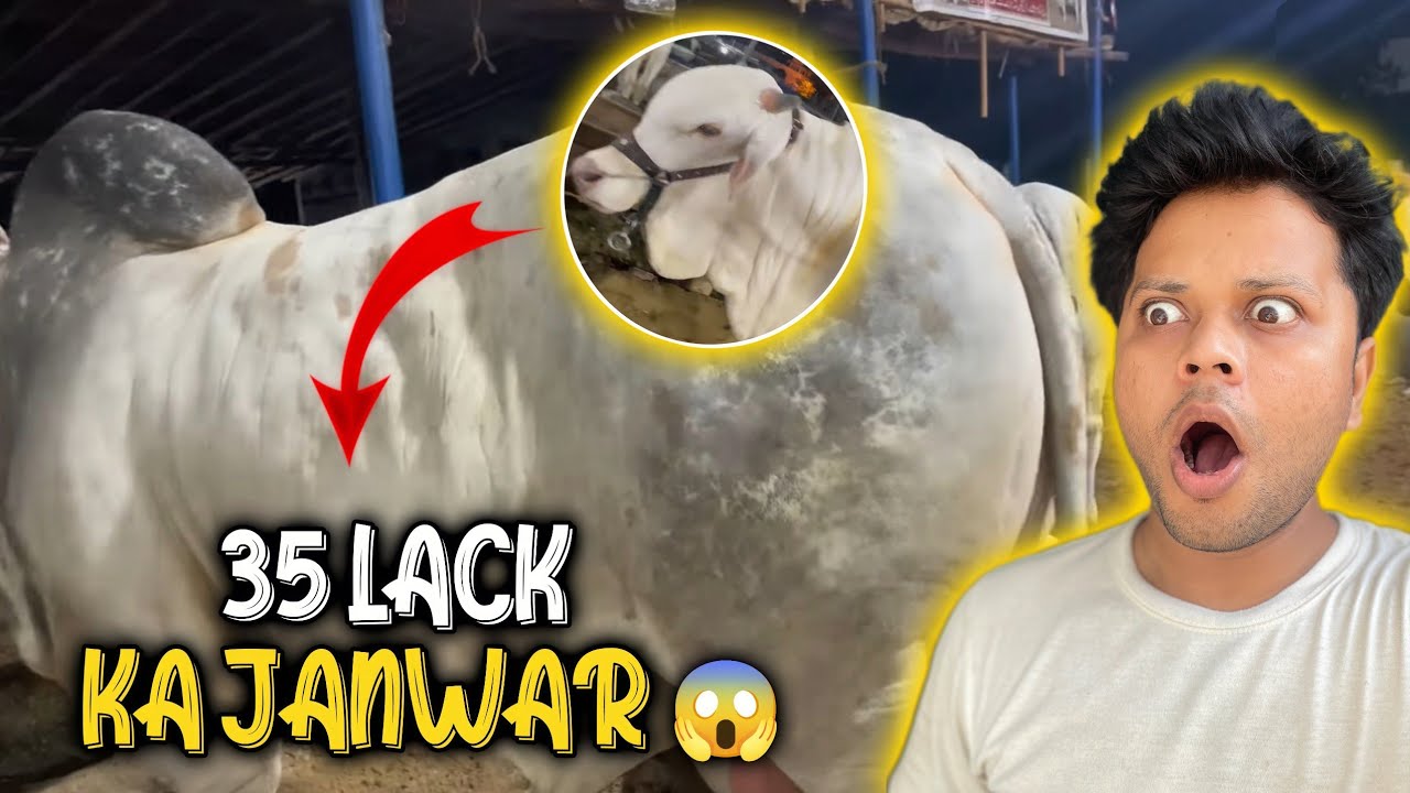 janwar lene mandi poch gye 😍 || kitne janwar ka soda hua 👀 || Saad iqbal