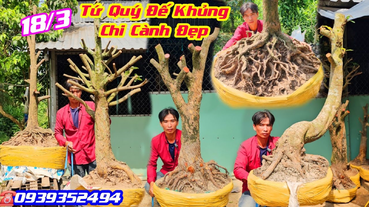 #Khoa_0939352494, Chào Bán 18/3, Phôi Tứ Quý Đế Khủng, Chi Cành Đẹp, Phôi Mai Vàng Vip @cscantho 