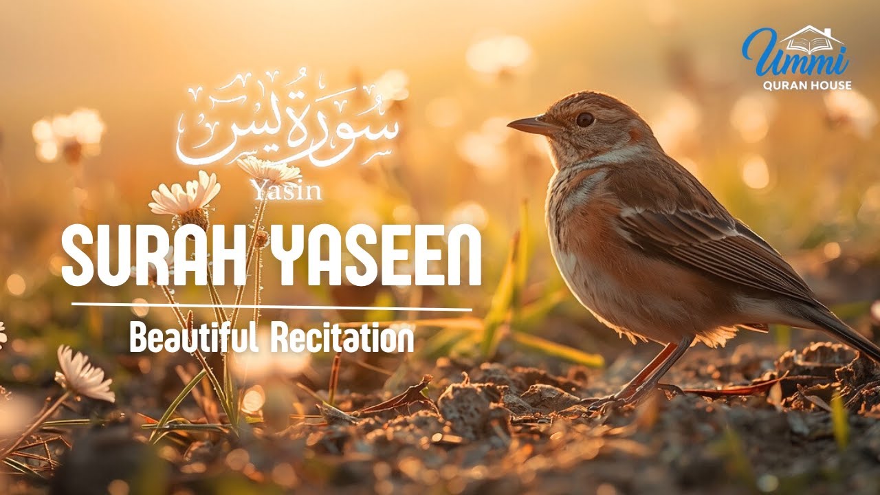 1 Hour of Surah Yasin (سورة يس) | Morning Surah Yaseen Quran Recitation