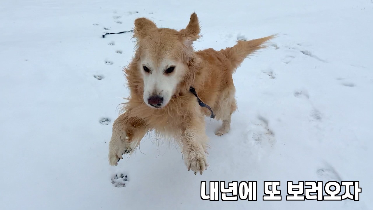 10살 이제 노견이 되버린 리트리버에게 눈 보여주러 가면 생기는 일