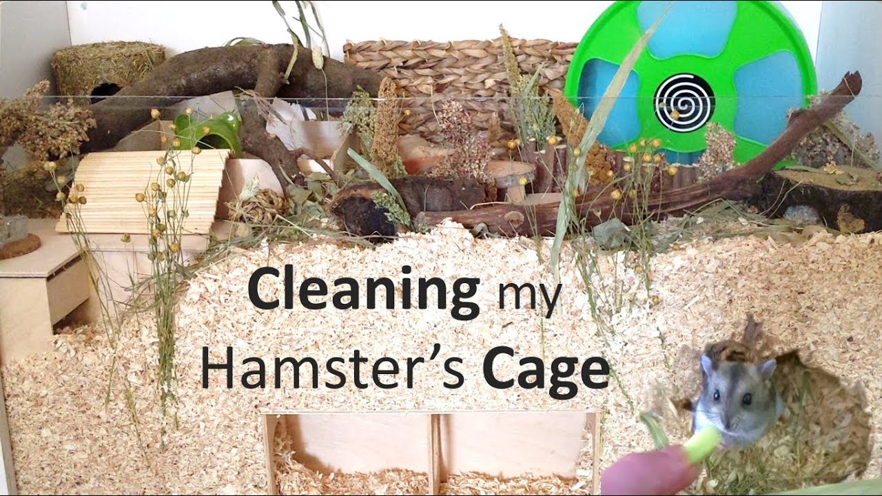 Cleaning My New Hamster's Cage for the First Time