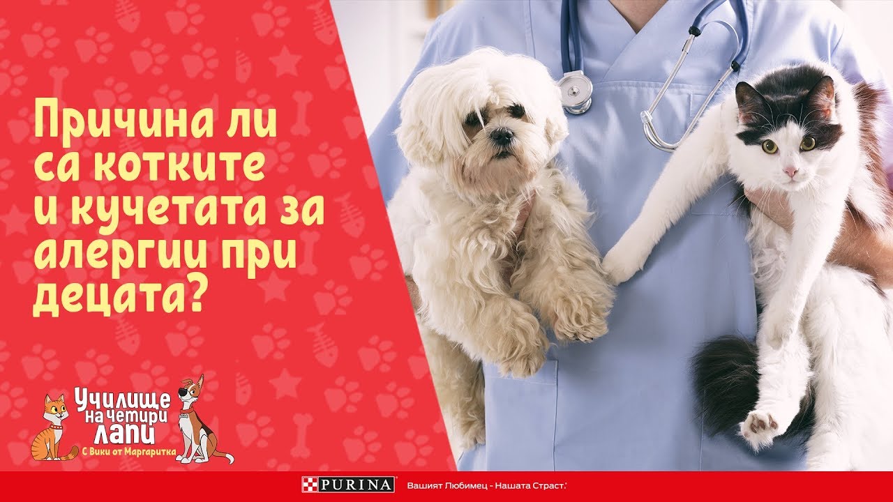 Причина ли са котките и кучетата за алергии при децата?