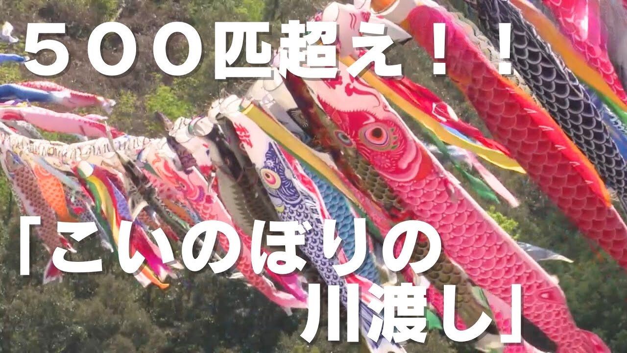 「四万十川で優雅に舞う！50年目の『こいのぼりの川渡し』に密着」2024/4/16放送