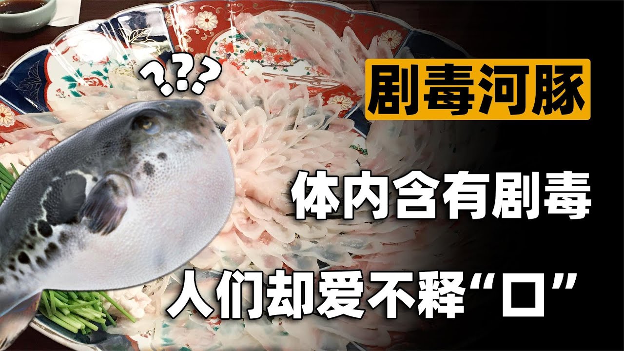 毒性是氰化物1300倍的剧毒美味，年年丧命，年年有人吃，为何？