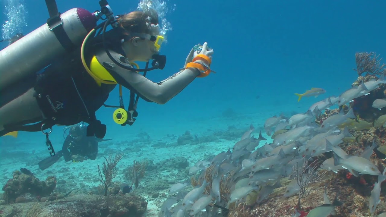 VIda's Scuba Diving Adventures