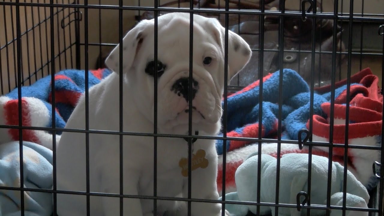 Unboxing Bentley the Bulldog Puppy!